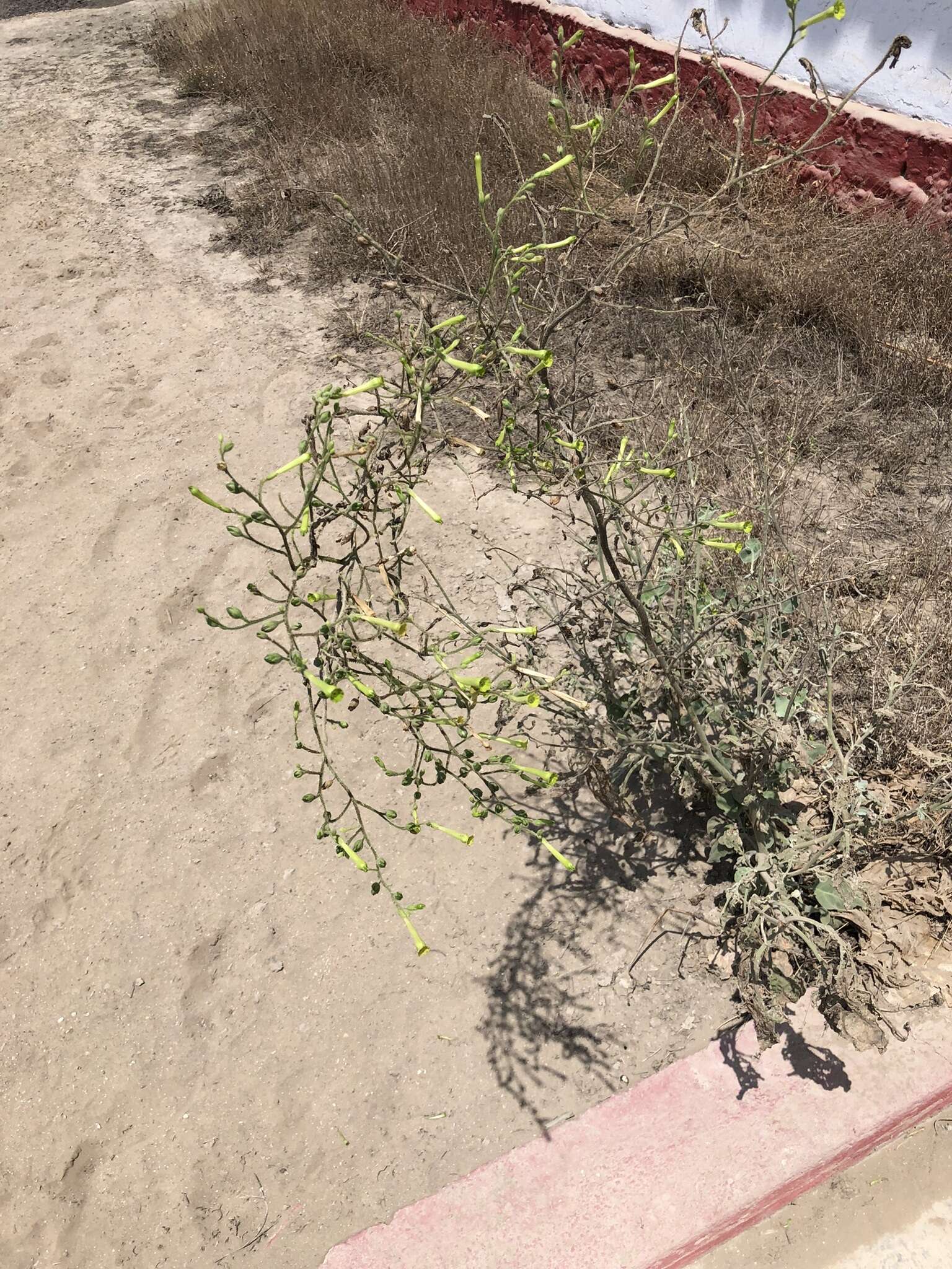 Nicotiana paniculata L. resmi