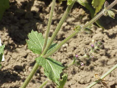 Salvia bulleyana Diels resmi