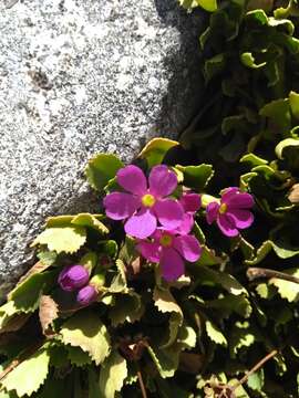 Plancia ëd Primula suffrutescens A. Gray