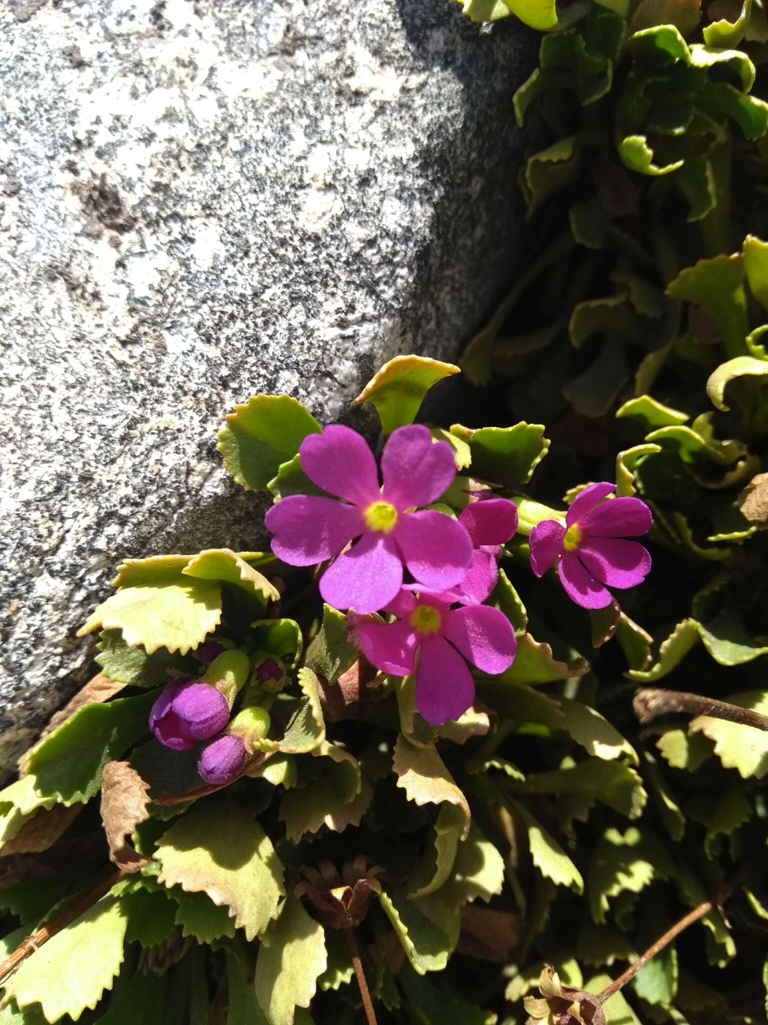 Слика од Primula suffrutescens A. Gray