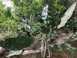 Imagem de Anthurium coriaceum G. Don