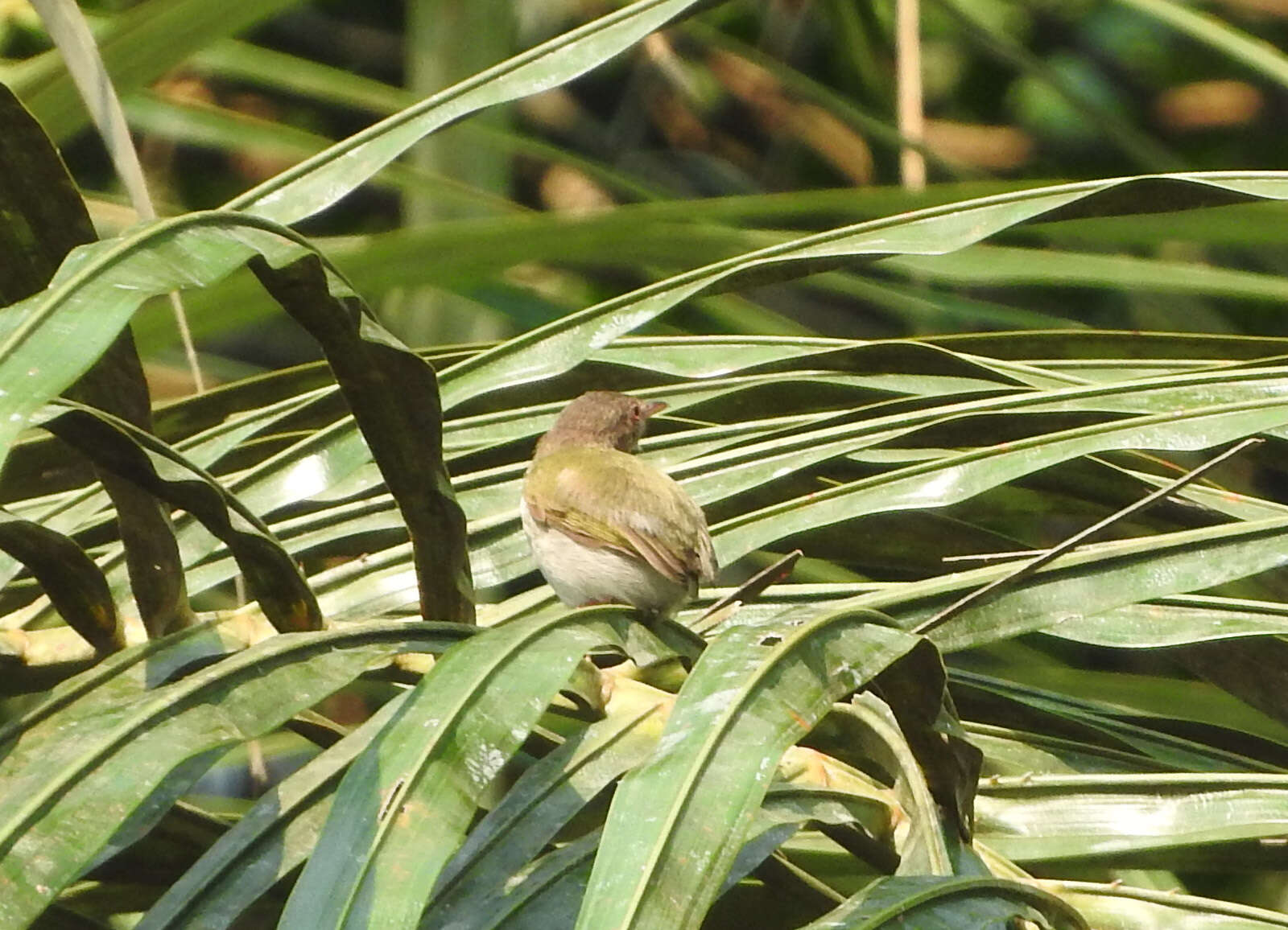 Image of Green Crombec