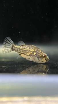 Image of Redeye puffer