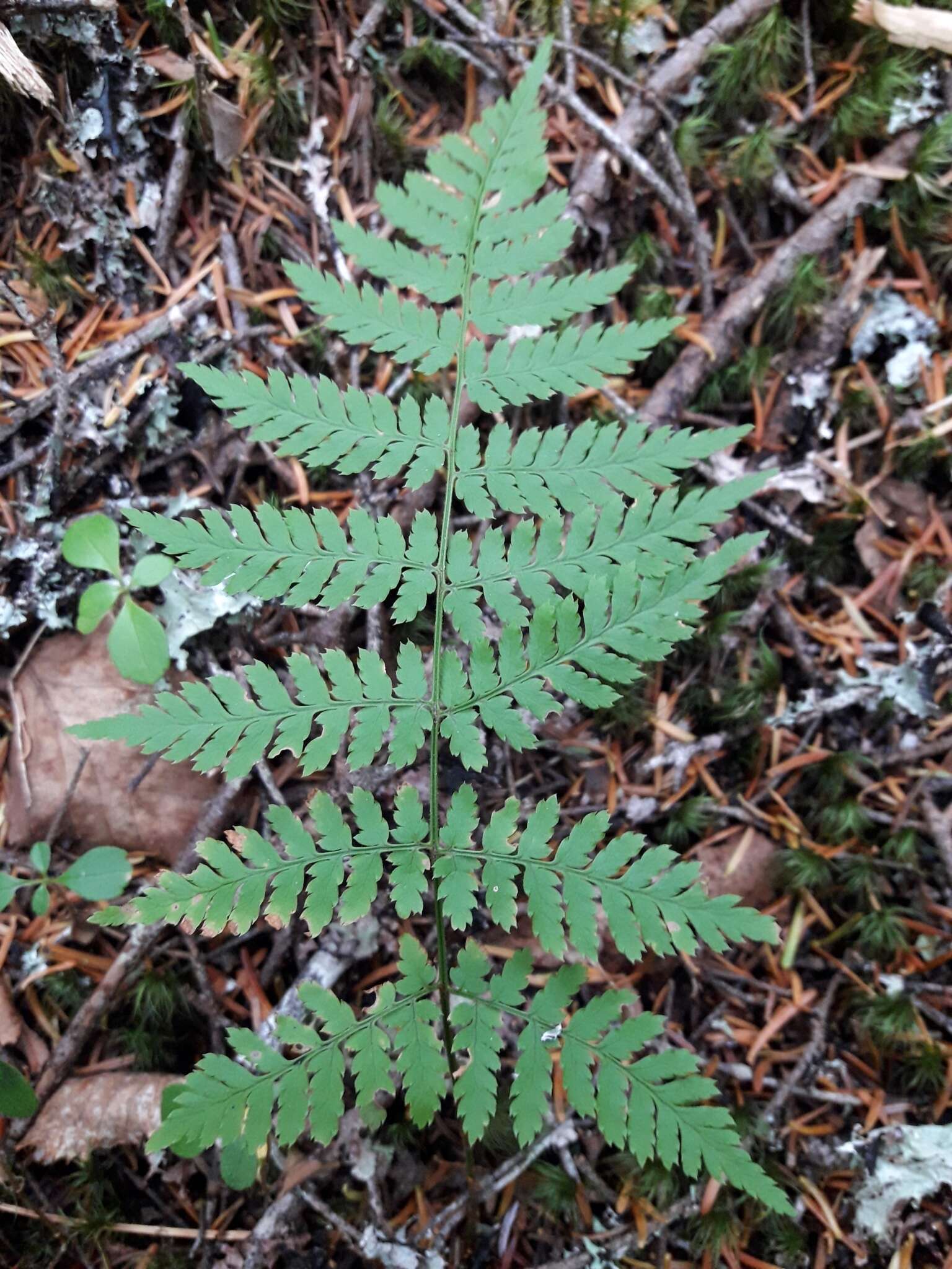 Image de Dryopteris triploidea Wherry