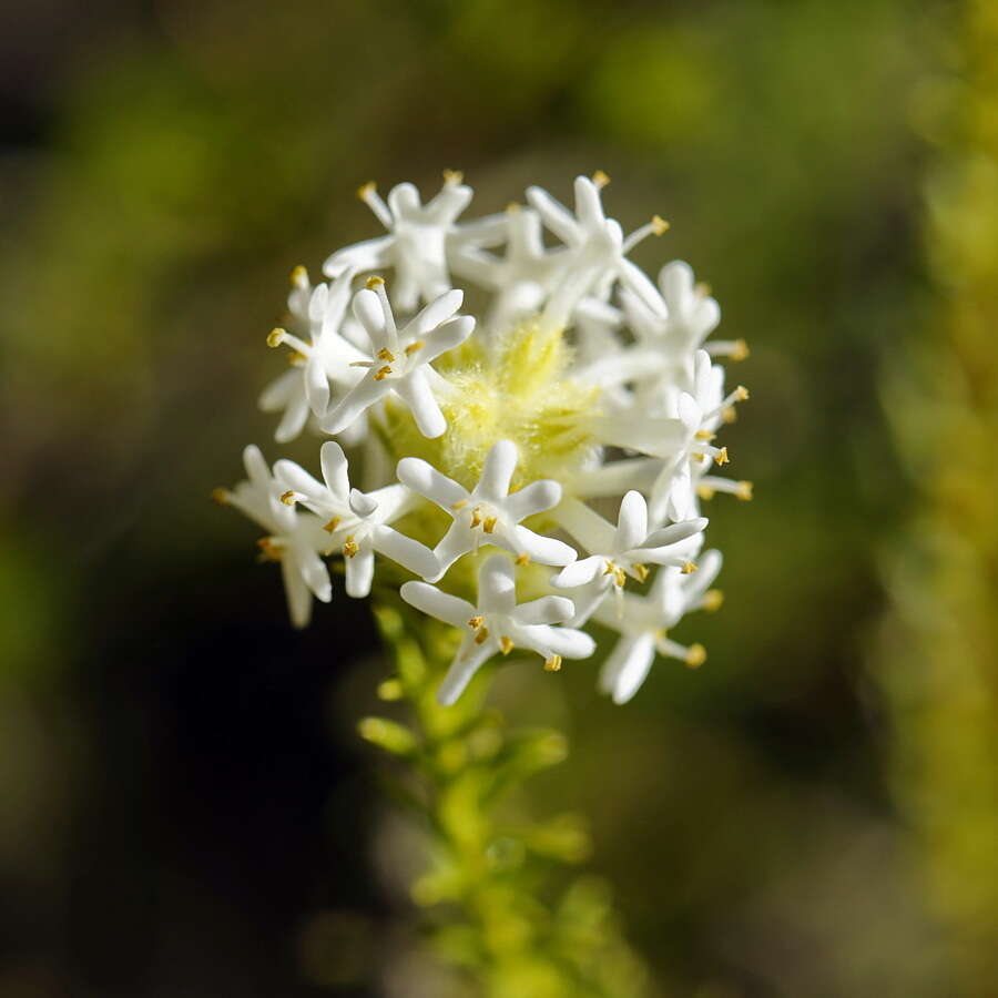 Selago glutinosa subsp. glutinosa resmi