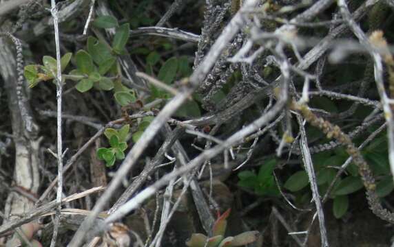 Blepharis integrifolia (L. fil.) E. Mey. & Drege resmi