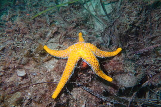 Image of Echinaster glomeratus H. L. Clark 1916