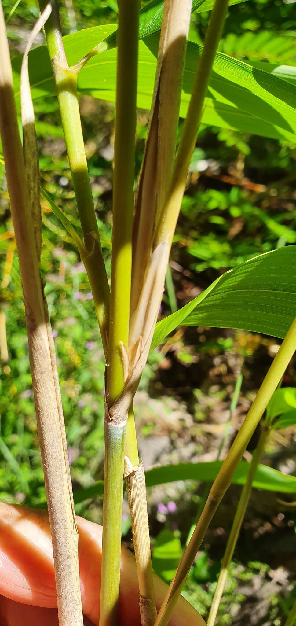 Image of arrow bamboo