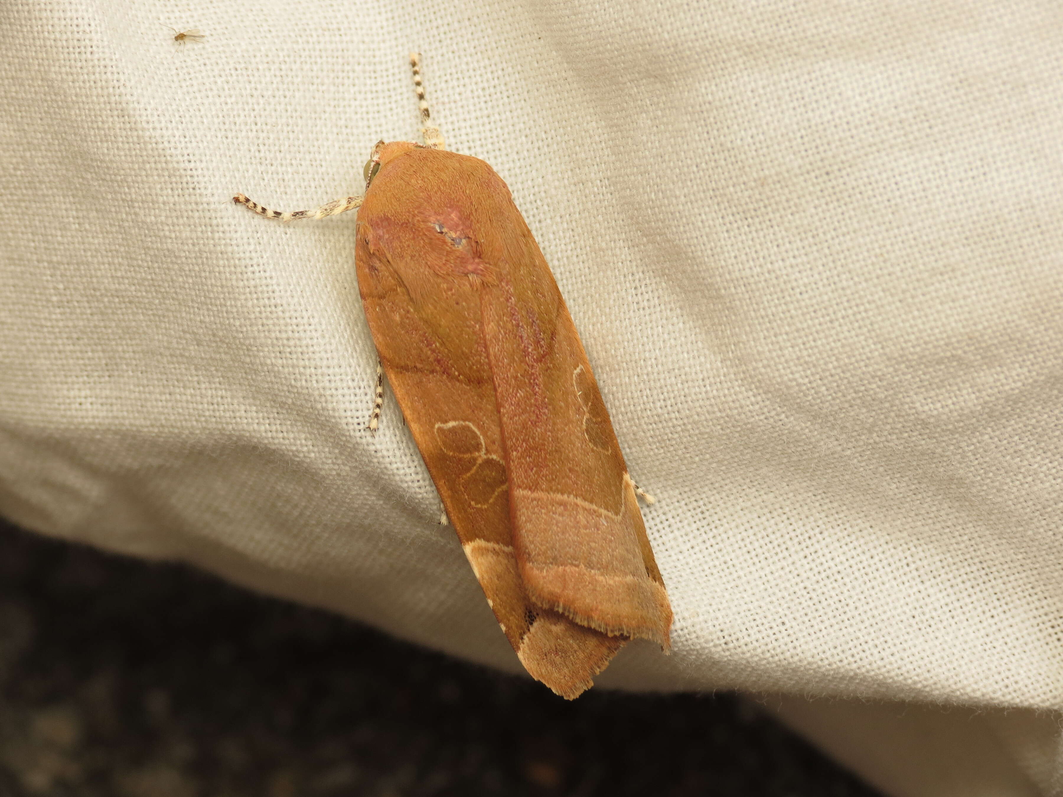 Image of broad-bordered yellow underwing