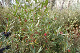 Image of Grevillea victoriae subsp. victoriae