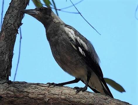 Image of Gymnorhina tibicen tibicen (Latham 1801)