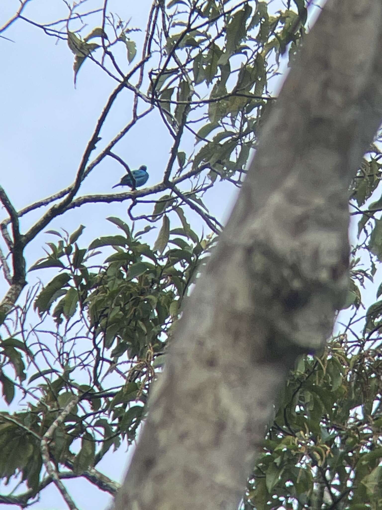 Слика од Cotinga maynana (Linnaeus 1766)