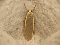 Image of common footman