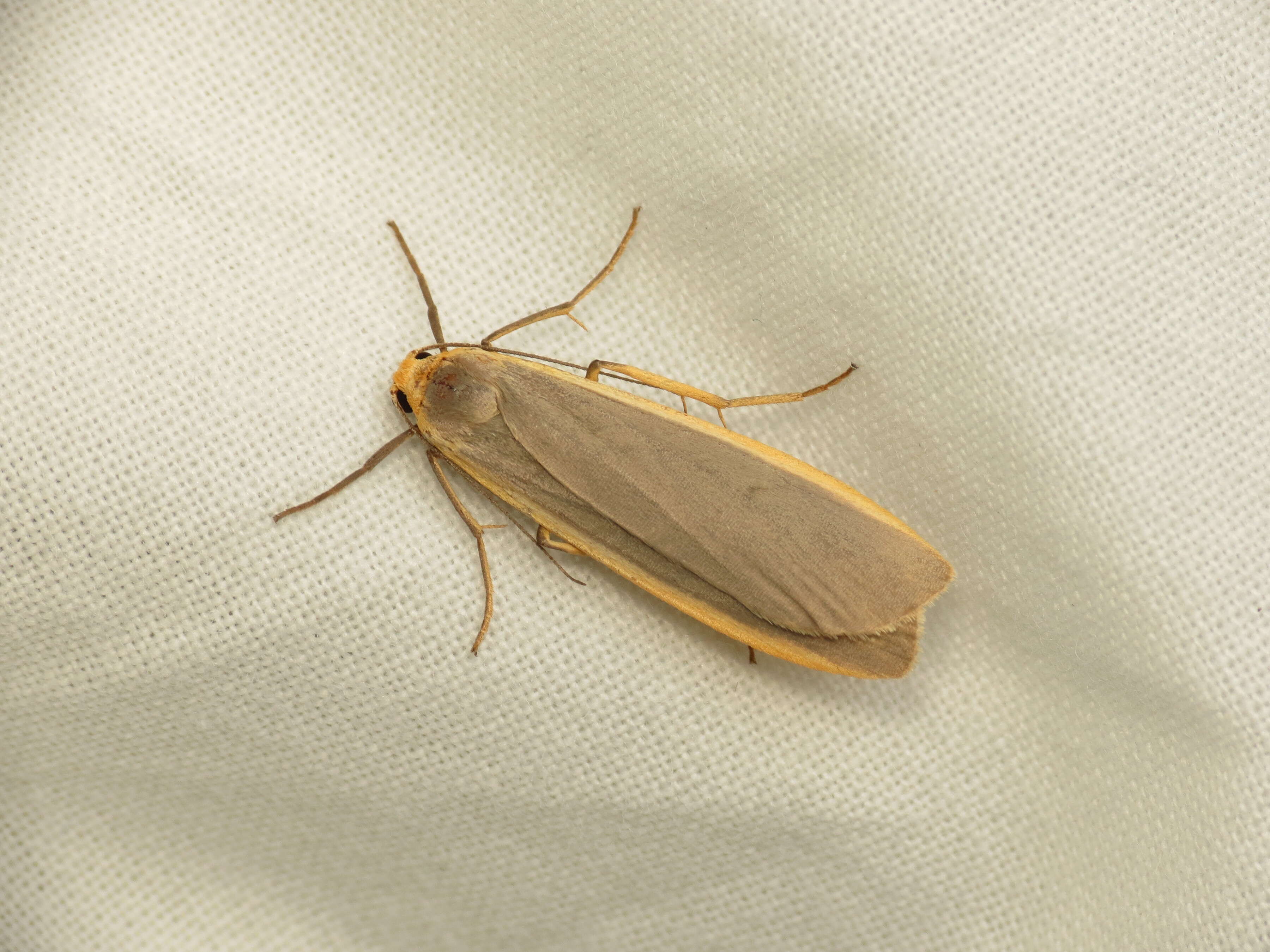 Image of common footman