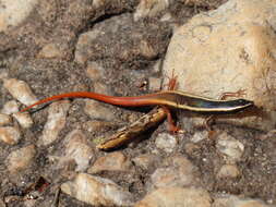 Image of Lined Firetail Skink