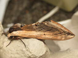 Image of privet hawk-moth