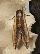 Image of privet hawk-moth