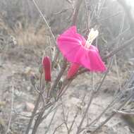 Image of Ipomoea conzattii Greenman