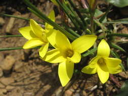 Image of Romulea flava var. flava