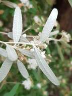 Image of Phebalium squamulosum subsp. argenteum Paul G. Wilson