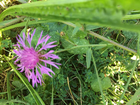 Image of spotted knapweed