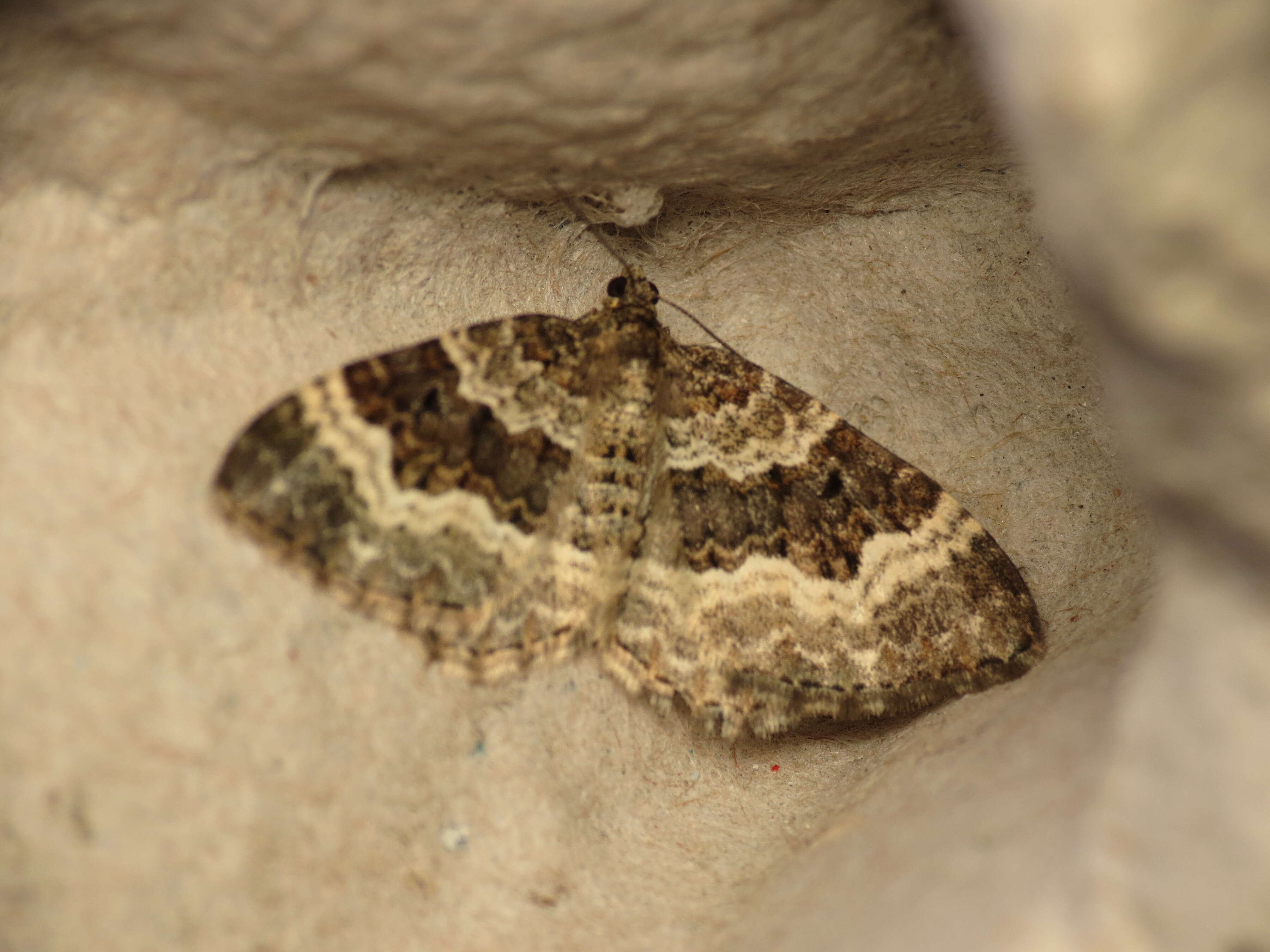 Image of common carpet