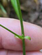 صورة Clitoria mariana var. mariana