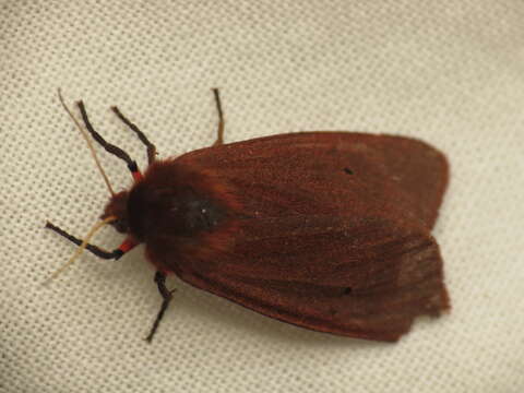 Phragmatobia fuliginosa Linnaeus 1758的圖片