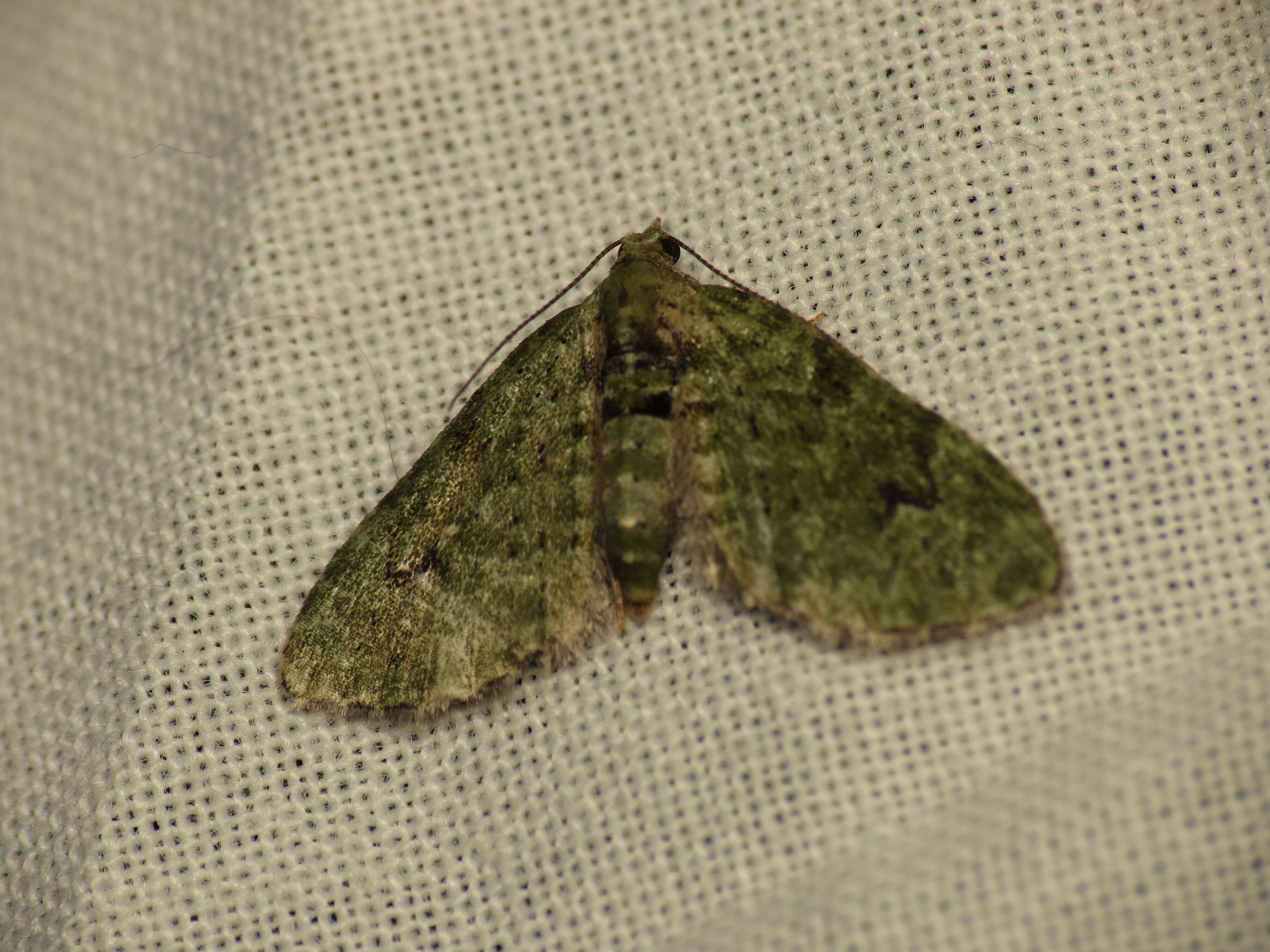 Image de Chloroclystis v-ata