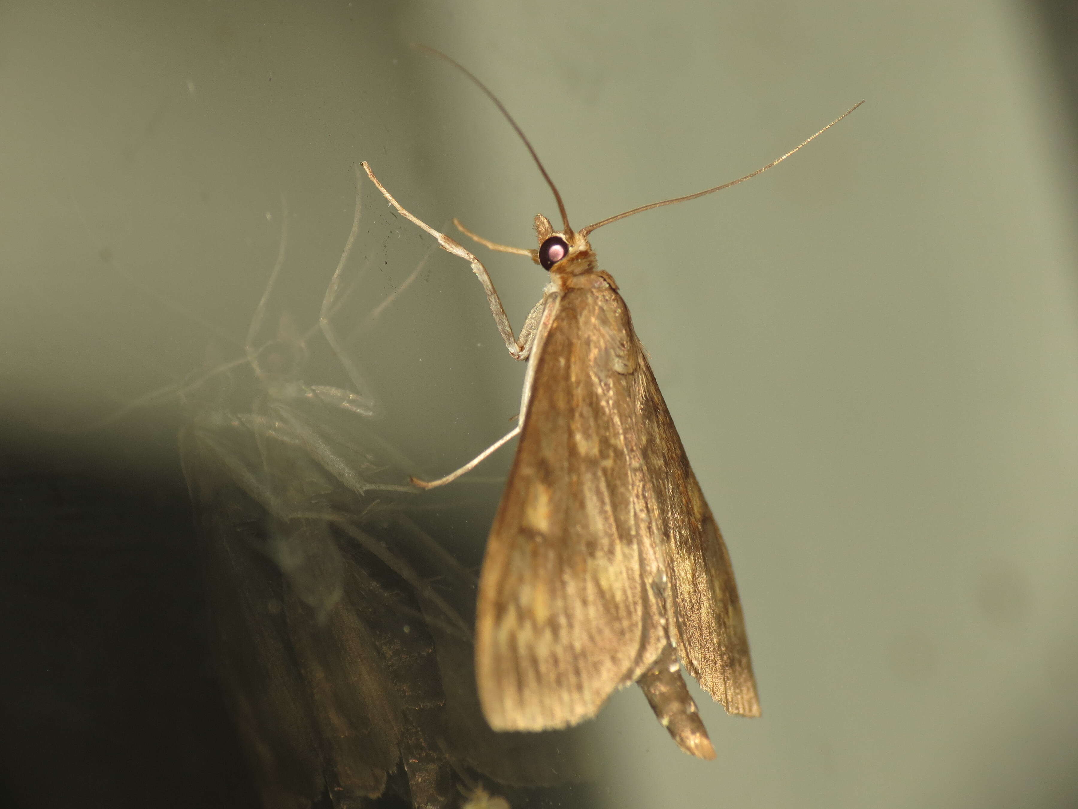 Image of European Corn Borer