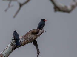 Image of Black-fronted Nunbird