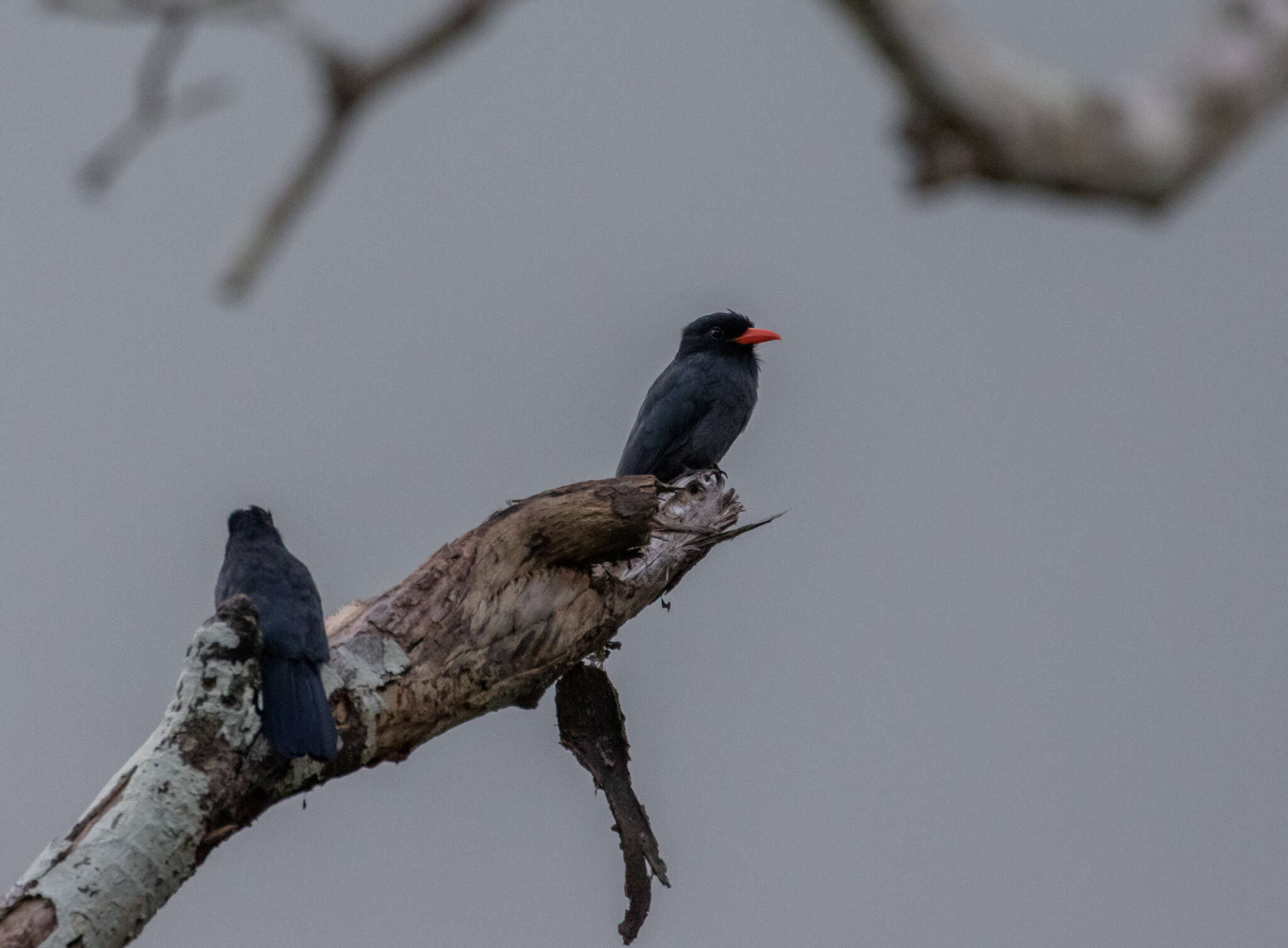 Image of Black-fronted Nunbird