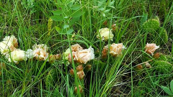 Image of hairspine pricklypear