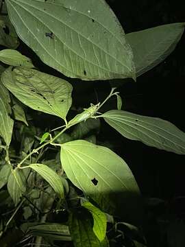 Image of Copiphora hastata Naskrecki 2000