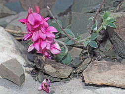 Image of Indigofera meyeriana Eckl. & Zeyh.