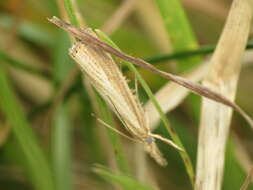 Image of Common Blue Damselfly