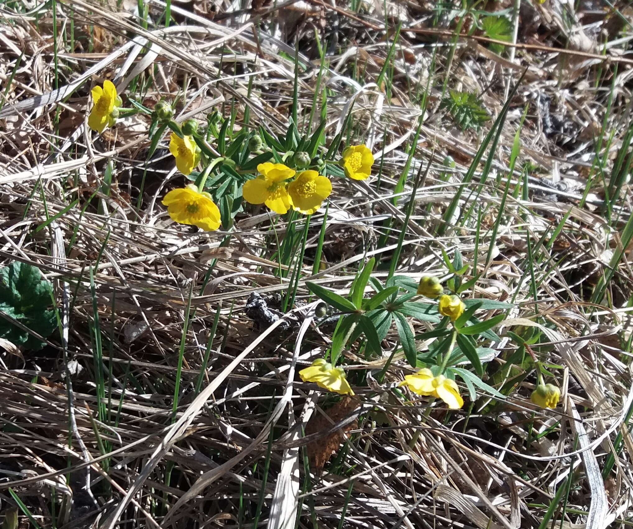 Image of Ranunculus monophyllus Ovcz.