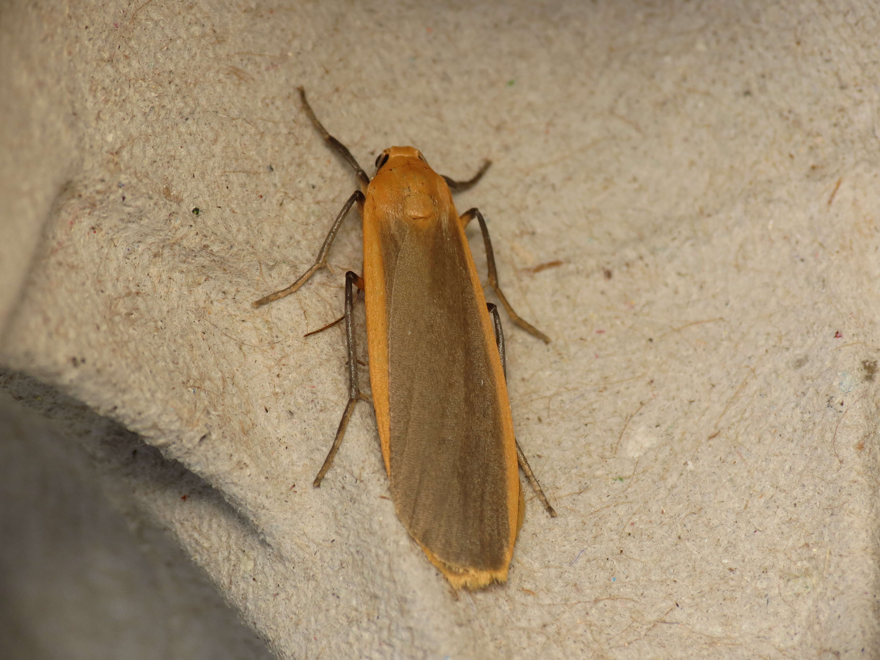 Image of buff footman