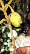 Image of Vitex perrieri Danguy