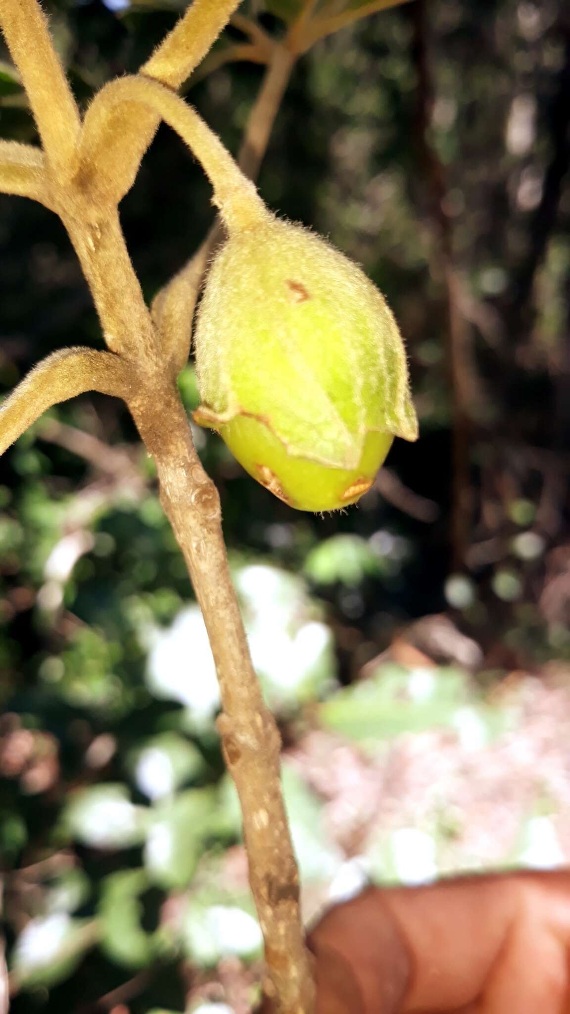 Image of Vitex perrieri Danguy