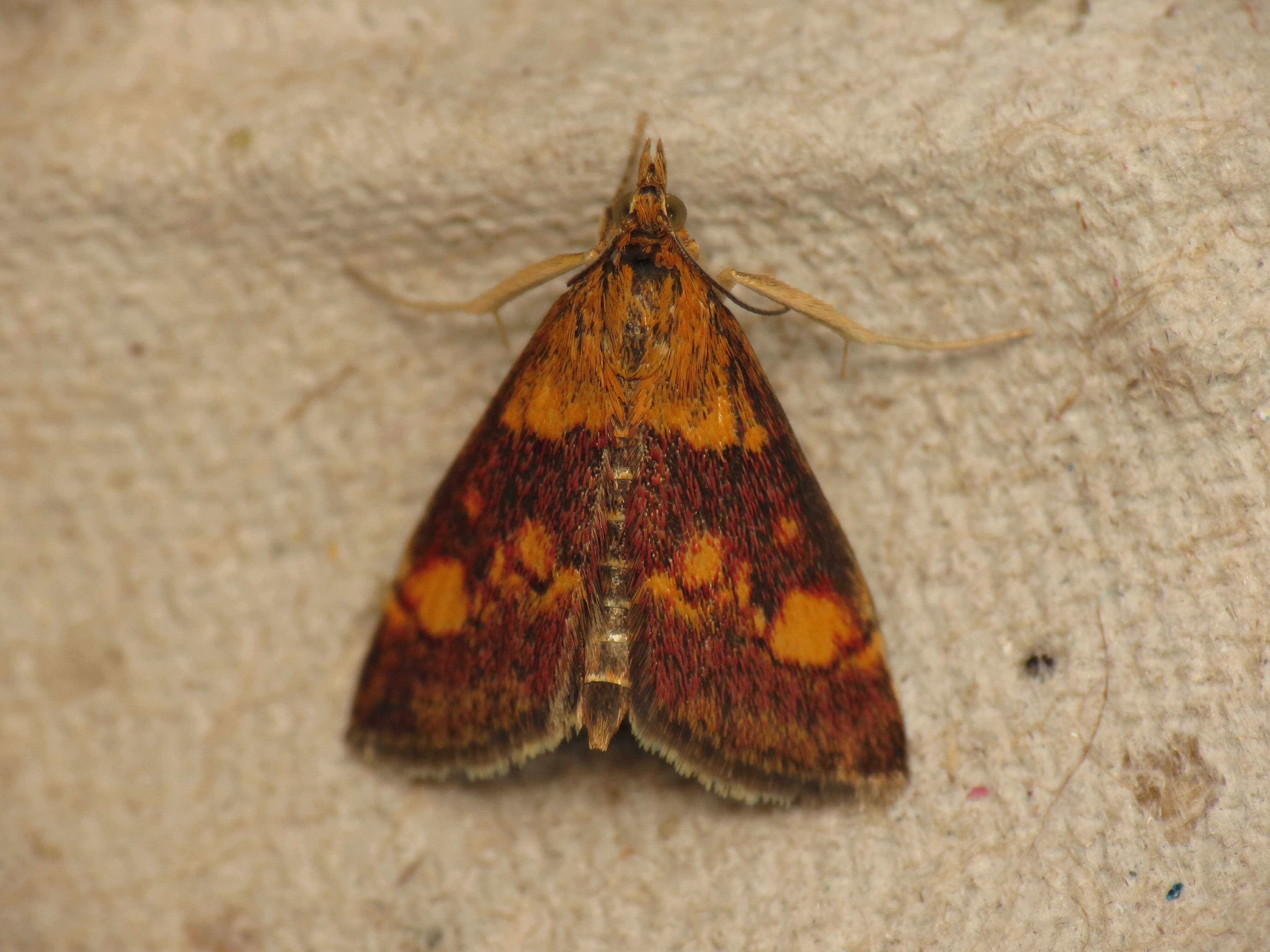 Image of Mint moth