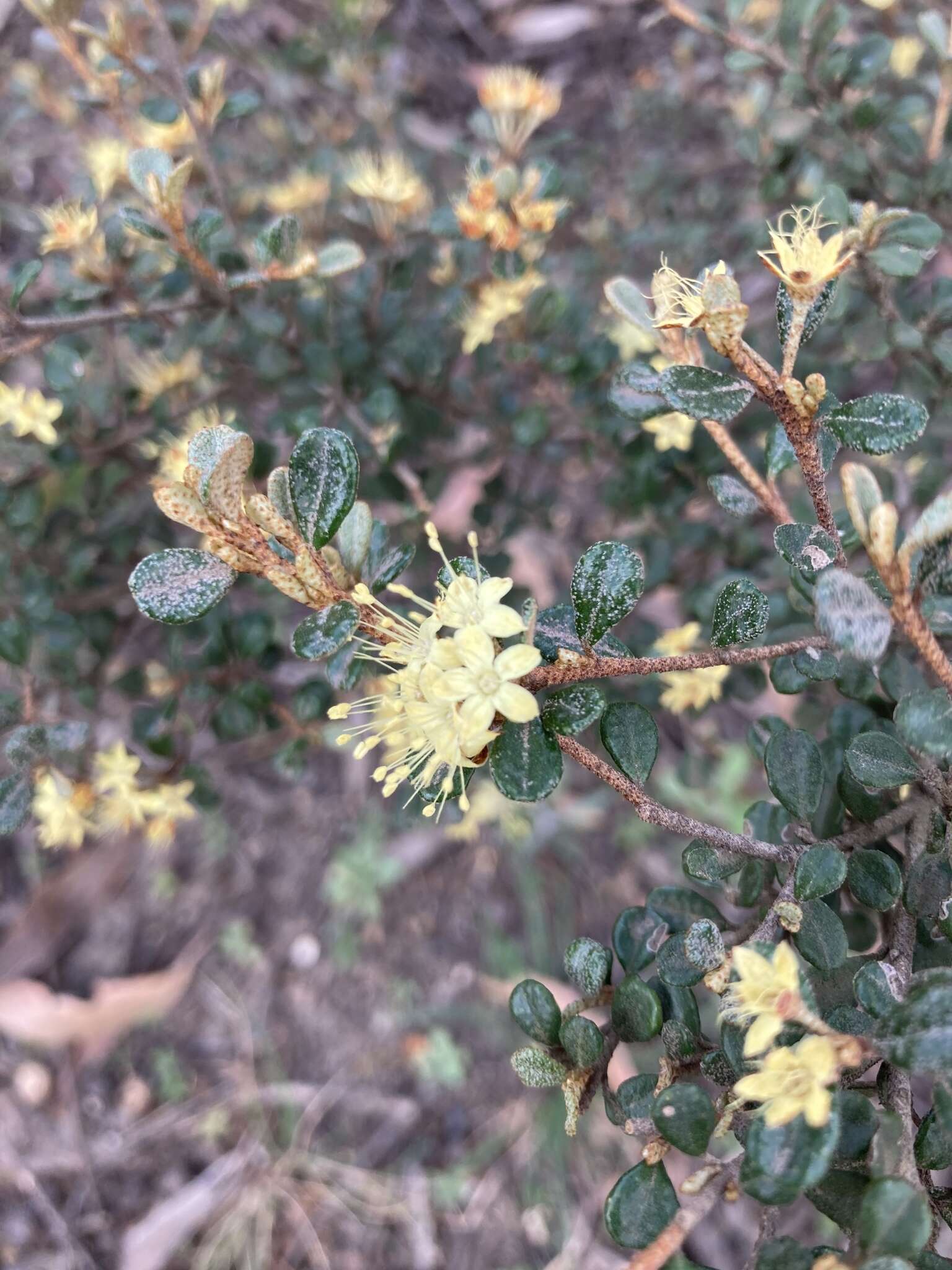 Image of Phebalium squamulosum subsp. ozothamnoides (F. Müll.) Paul G. Wilson