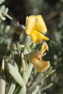 Image of <i>Calobota angustifolia</i>