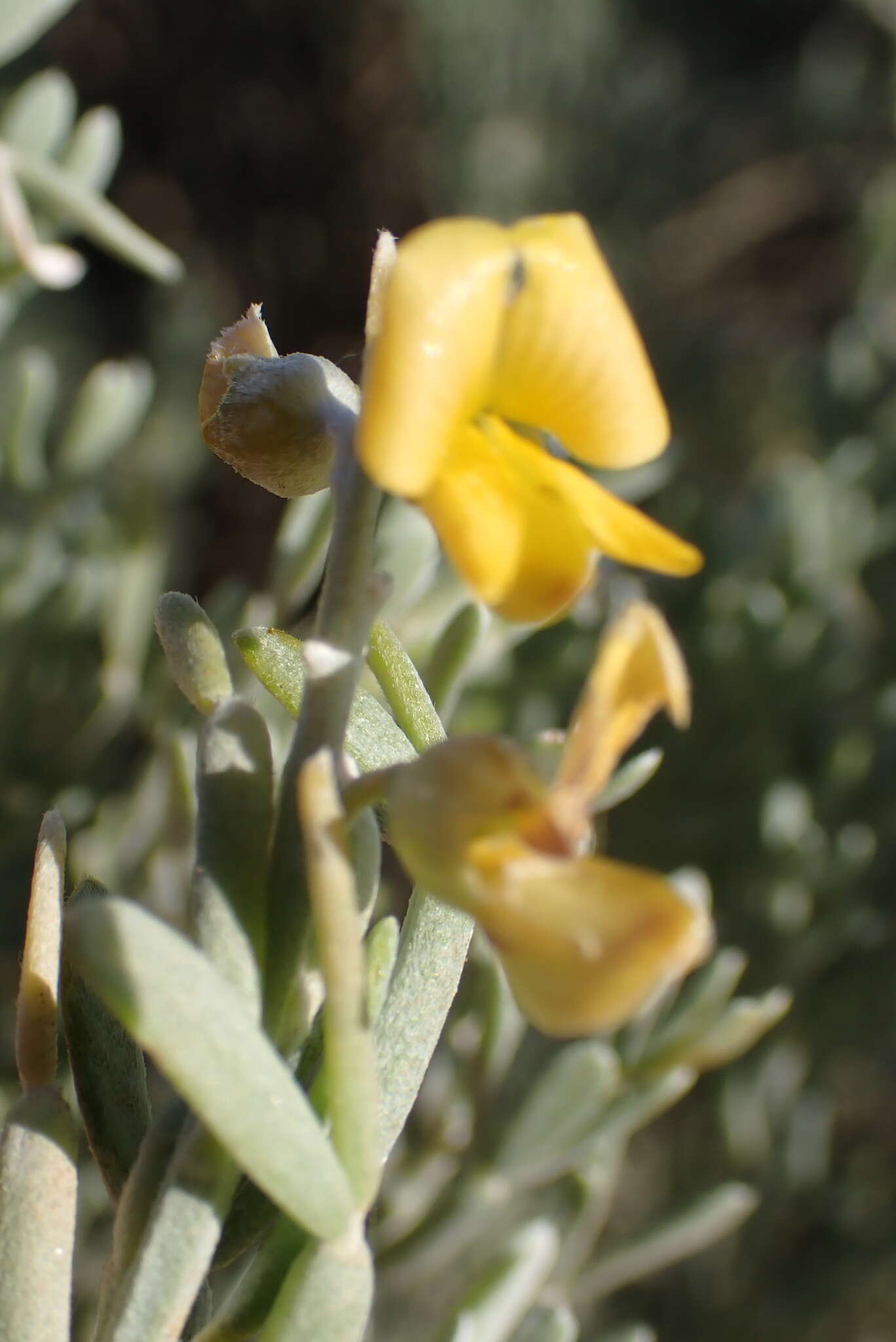 Image of <i>Calobota angustifolia</i>