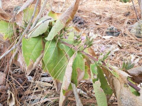 Image of Acourtia moschata (La Llave & Lex.) DC.