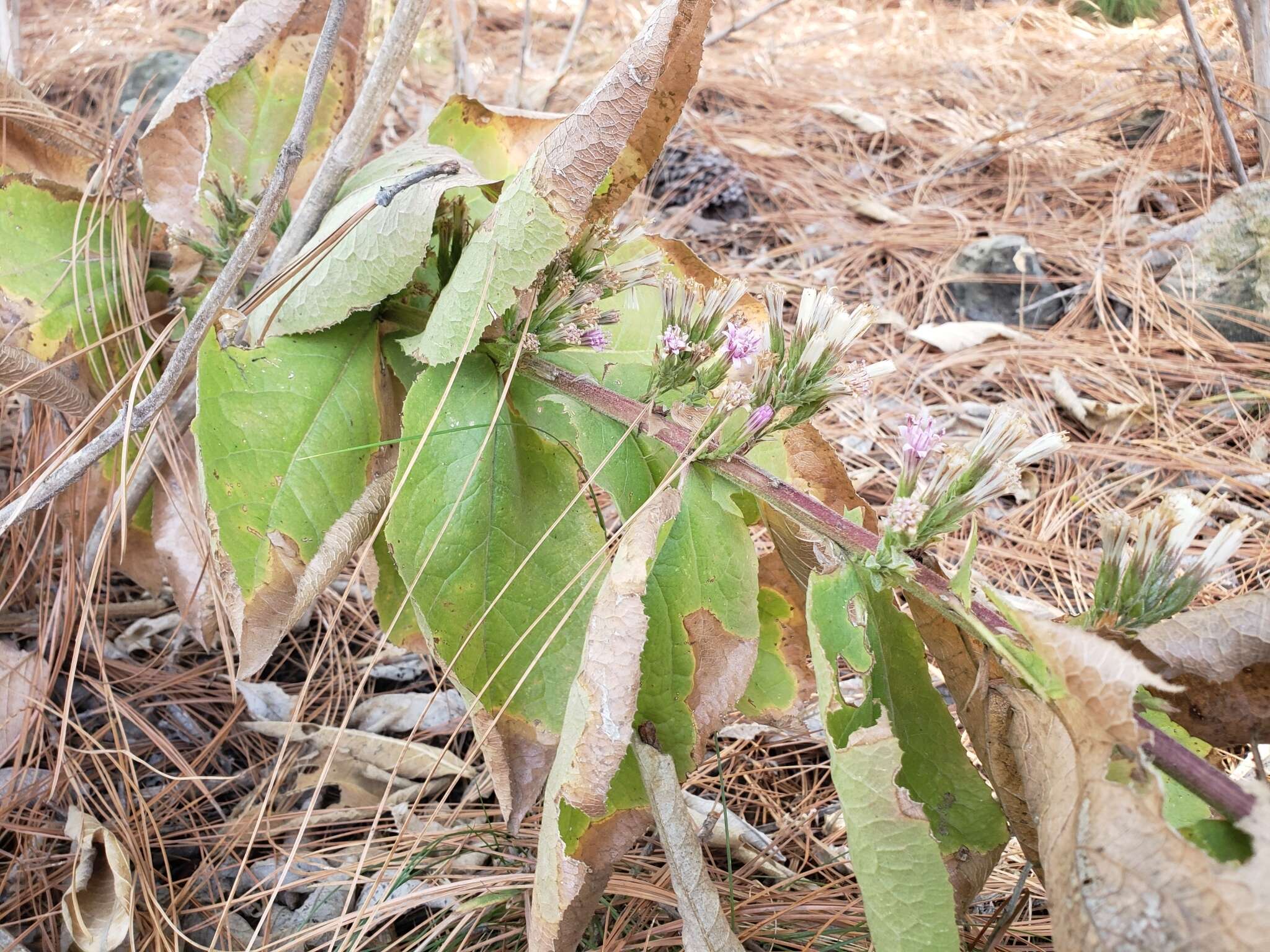 Image of Acourtia moschata (La Llave & Lex.) DC.