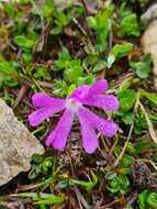 Image of Primula minima L.