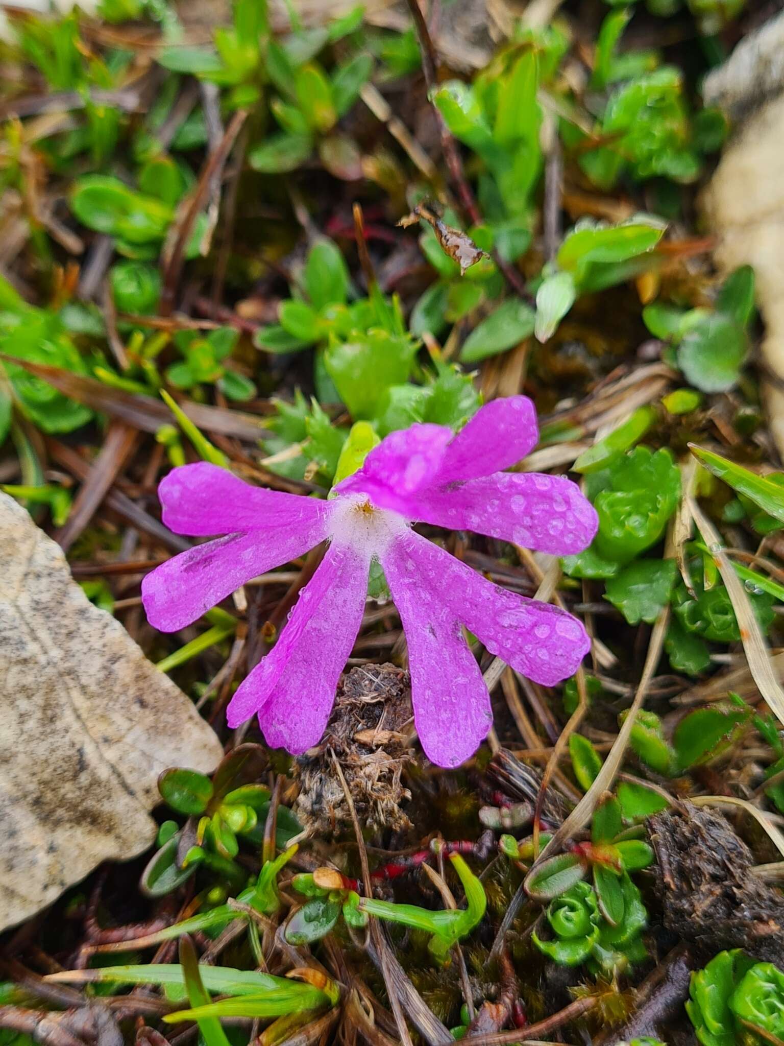 Primula minima L. resmi