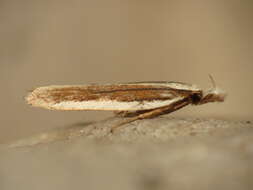 Image of Juniper webworm