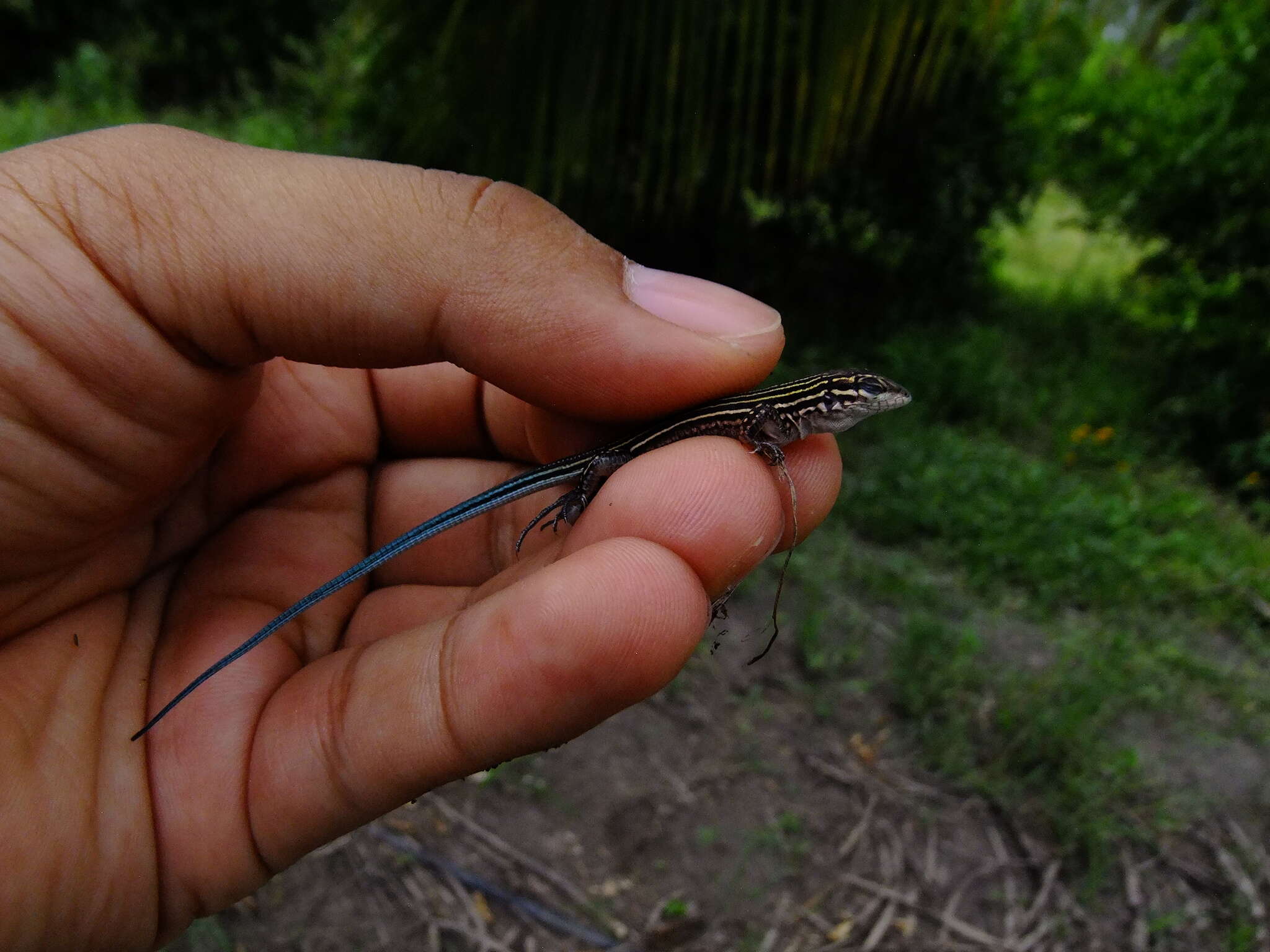 Image of Many-lined Whiptail